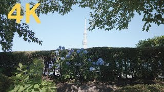 4K 2019 Japan Tokyo Asakusa Hydrangea & Tokyo Sky Tree 隅田公園 紫陽花ロード