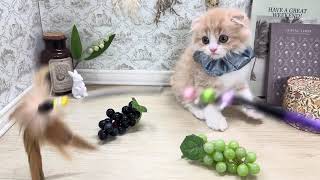 スコティッシュフォールドの動画01