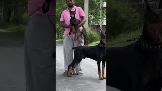 Best Guard Dog Breed Doberman 👿 #shorts #dog #dogs #doberman