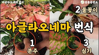 아글라오네마 번식 시키기 