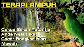 Download lagu TERAPI CUCAK IJO STRESS MALAS BUNYI TERAPI AMPUH U... mp3
