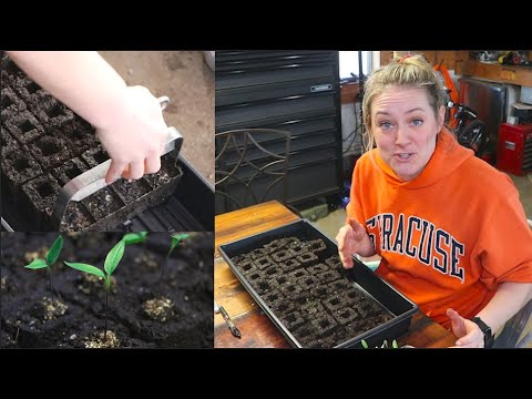 , title : 'Using a LARGE Soil Blocker : Potting Up Peppers : Flower Hill Farm'
