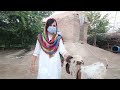 Requested Video Ll Rj Imrana Official