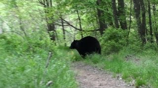 Black Bear Encounter 2013