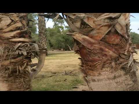 Zoo train(look at all the animals)