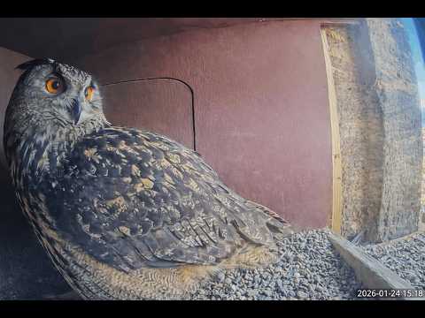 Livestream aus dem Uhu-Nistkasten im Südturm der Elisabethkirche Marburg