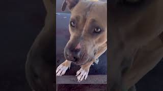 Video preview image #1 American Pit Bull Terrier-Unknown Mix Puppy For Sale in phoenix, AZ, USA