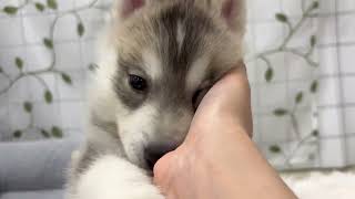シベリアンハスキーの動画01
