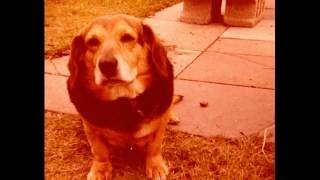 The Puppy Song by Mary hopkin