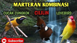 Download lagu Masteran Kombinasi Cililin Cucak Cungkok Dan Lovebird mp3