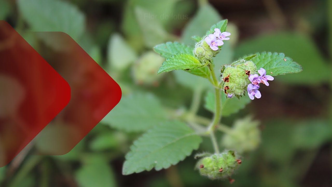 Paracari: veja essa ERVA MEDICINAL e seus BENEFÍCIOS