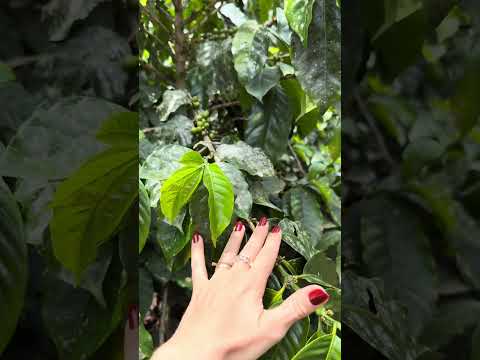 Vale a pena visitar a fazenda Camocim? Espírito Santo - Domingos Martins - Pedra Azul