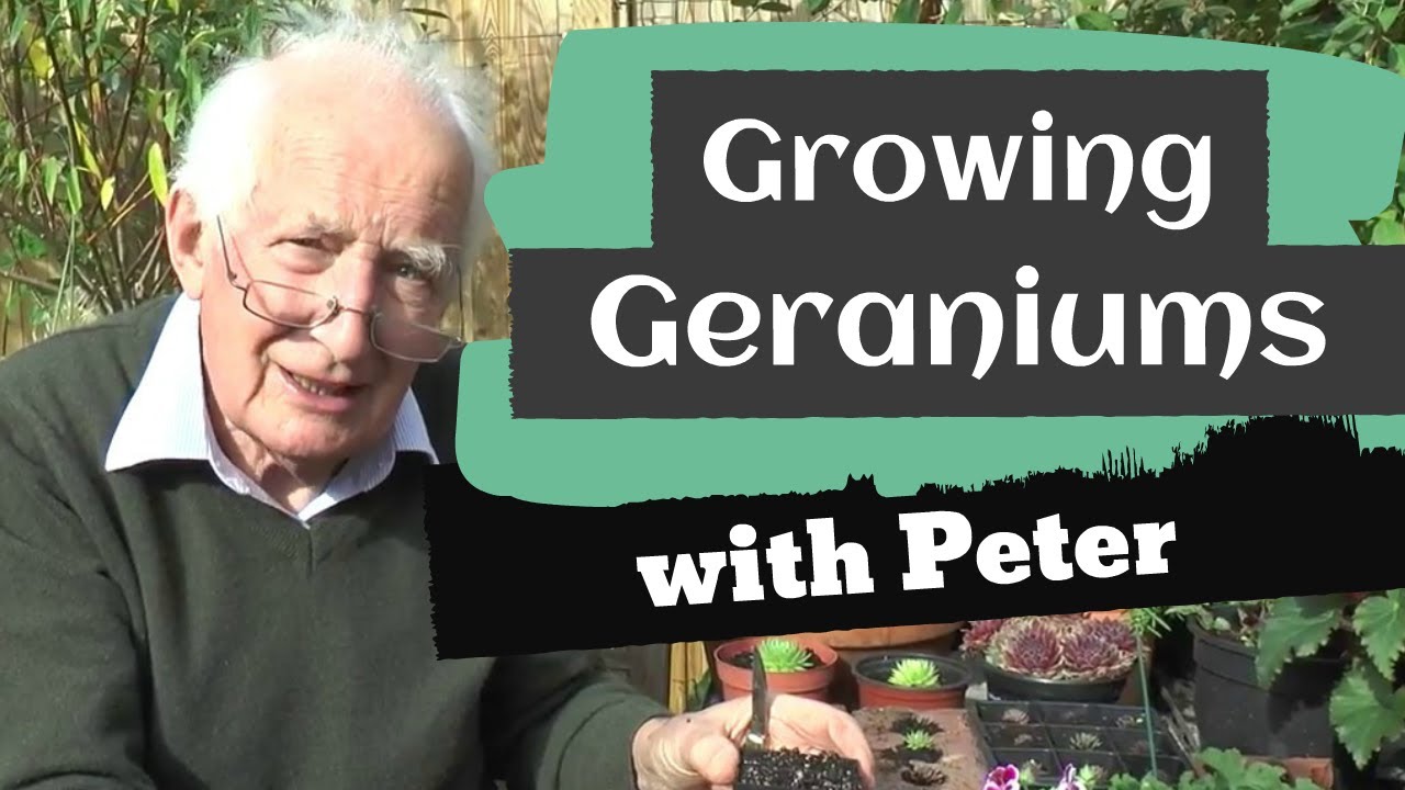 Growing Geraniums