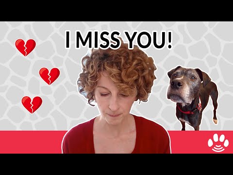 3 Things to do for pet loss and pet grief | Animal Afterlife & Rainbow Bridge