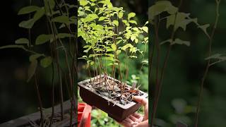 梅雨の3年目エゴノキ  #盆栽  #bonsai #nature  #garden #shorts