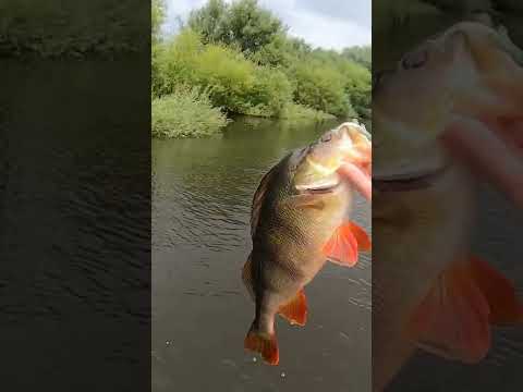 Solid river redfin perch from the Roundabout!