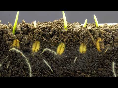 Wheat growing time laps || Time lapse video