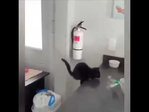 Cats funny videos syeda zone