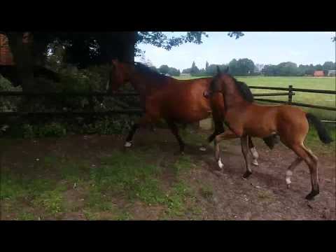 La Frascina, Stutfohlen von FRASCINO - RUBIN ROYAL - FIGARO