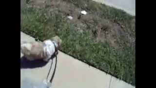 Taking The Dog For A Walk