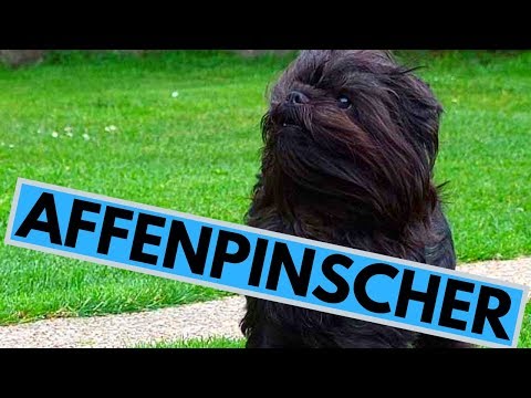, title : 'Affenpinscher Dog Breed - Facts And Information'