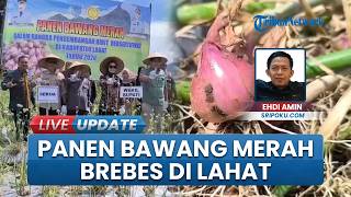 Panen Perdana Bawang Merah Brebes, Wakil Bupati Lahat: Peluang Besar di Balik Tantangan