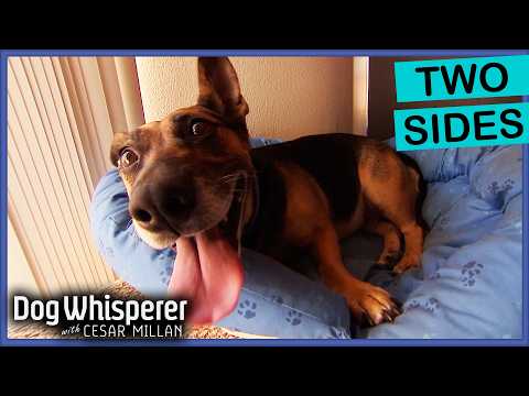 Cesar Helps A Tense Corgi Find Her Outlet | S4 Ep 17 | Dog Whisperer With Cesar Millan