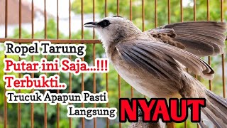 Download lagu trucukan gacor TARUNG ROPEL PANJANG pancingan trucukan agar bunyi jadikan burung trucuk gacor NYAUT mp3 Download lagu trucukan gacor TARUNG ROPEL PANJANG pancingan trucukan agar bunyi jadikan burung trucuk gacor NYAUT mp3