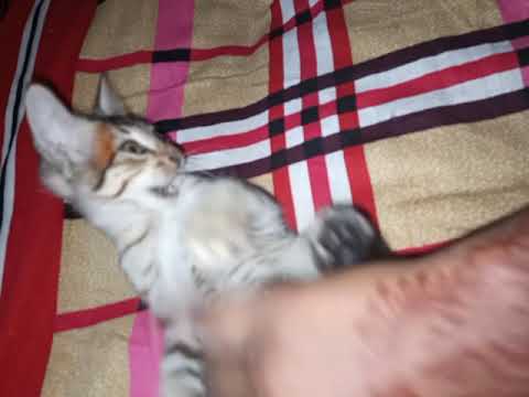 Mere cat ne kya kar di😂