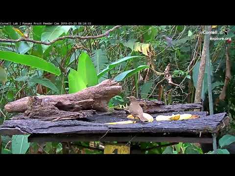 Black-chested Jay Drops In For A Visit – Jan. 23, 2019