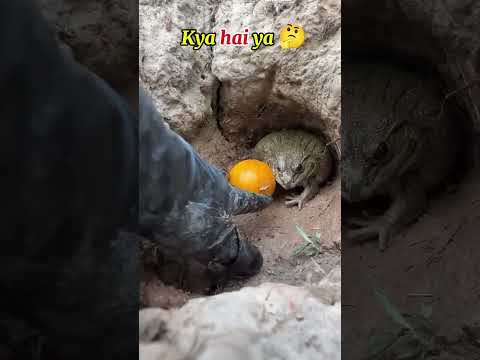 Frog Jedor Sleeping 🤫 #shorts #shorts #shortsfeed #shortsvideo #viralvideo #fyp #viralshorts