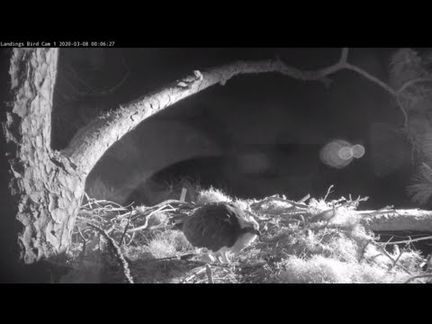First Egg! Female Osprey Lays An Egg At Midnight In Savannah – March 8, 2020