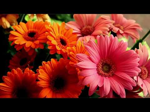 Opwekking 707 Met diep ontzag 1B