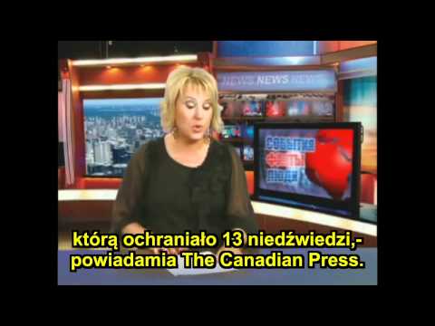 Plantacja marihuany ochraniana przez...