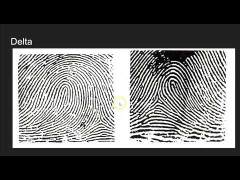 image-What are the 3 types of fingerprint patterns?