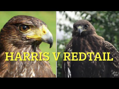 FALCONRY: Harris’ hawk v Redtail hawk; a brief comparison