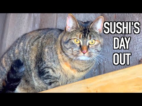 New Barn Cat Explores The Cat Cave