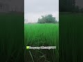 Nazron Se Kehdo Shorts Ytshorts Shortsfeed  Bollywood Song Kishore Kumar ️ ️