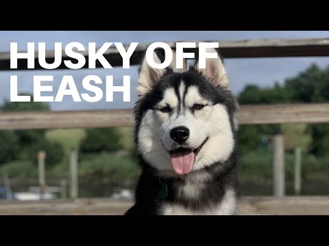 The Balanced K-9, LLC video.