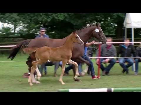 Stf v Bordeaux x Sir Donnerhall 2016