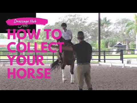 Collecting Your Dressage Horse Without Interfering