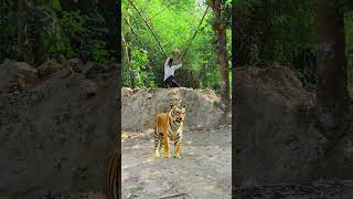 tiger catching new trap #666# #vfx #tiger #wildlife #virals #shorts #foryou