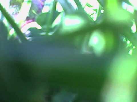 Drone footage 07/09/2014