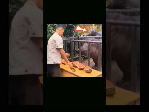 Sad Hippo Gets No Love #shorts