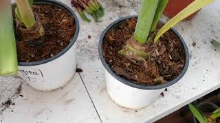 ¿Que hacer después de que nuestros amarillys terminan de florecer