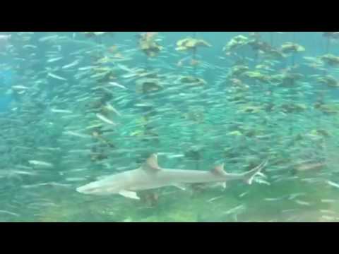 会計学科 水族館 木村勝則滋賀県高島市！