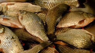 Горох с черной точкой для рыбалке
