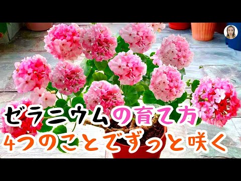 美しい開花ゼラニウム植物のためのバナナ水