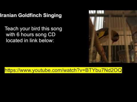 Legendary Goldfinch Singing - HD sound - for training your bird - صوت الحسون الاصلي