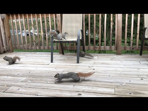 Surrounded by squirrels 😊🐿